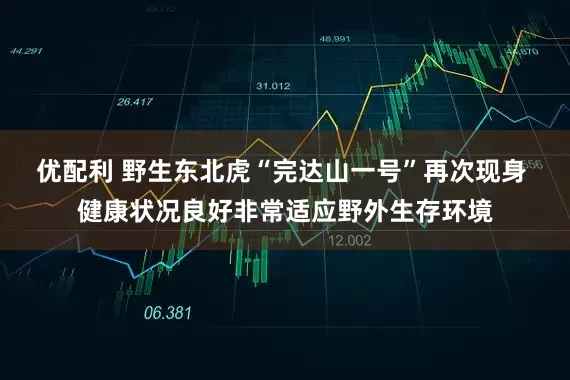 优配利 野生东北虎“完达山一号”再次现身 健康状况良好非常适应野外生存环境